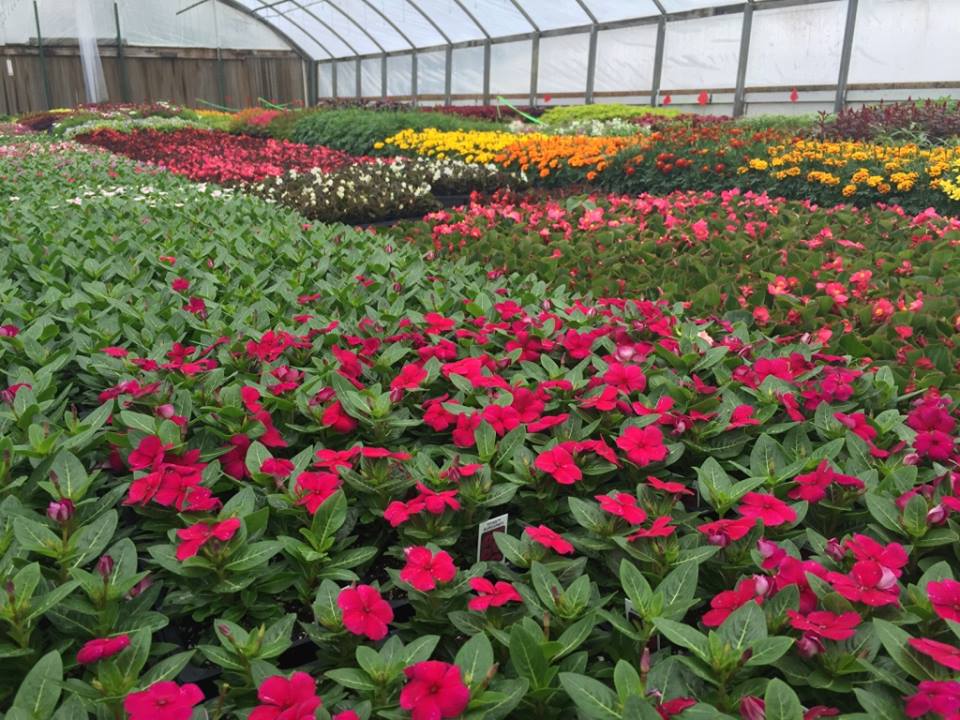 We Grow Dreams, Inc.