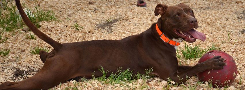 JASPER ANIMAL RESCUE MISSION