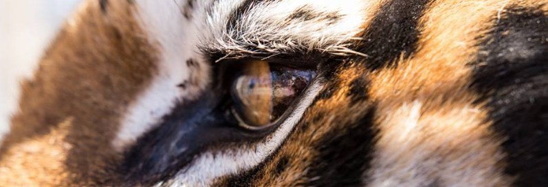 National Tiger Sanctuary