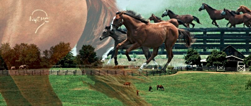 KENTUCKY EQUINE HUMANE CENTER INC