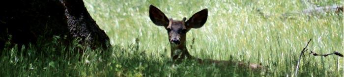 Volcan Mountain Foundation