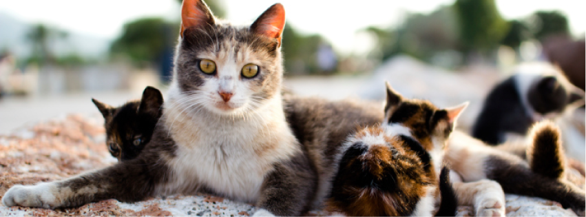 FERAL FRIENDS COMMUNITY CAT ALLIANCE