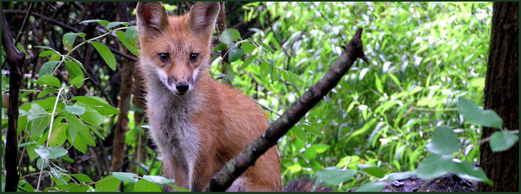 Center for Wildlife Ethics, Inc.