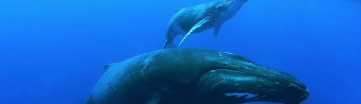 Whale and Dolphin Conservation (WDC)