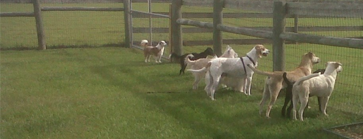 COMMUNITY ANIMAL RESCUE AND EDUCATION INC