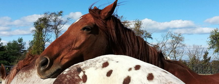 Spring Reins of Life, Inc. (Horses, Humans & Healing) cover