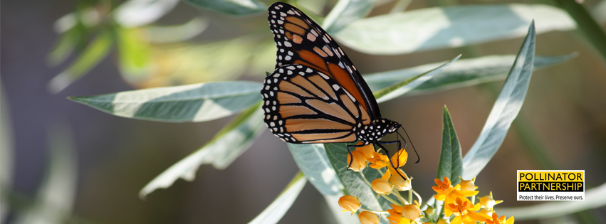 POLLINATOR PARTNERSHIP