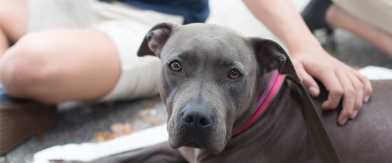 Halifax Humane Society