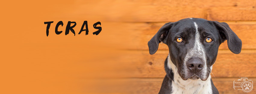 TELLER COUNTY REGIONAL ANIMAL SHELTER