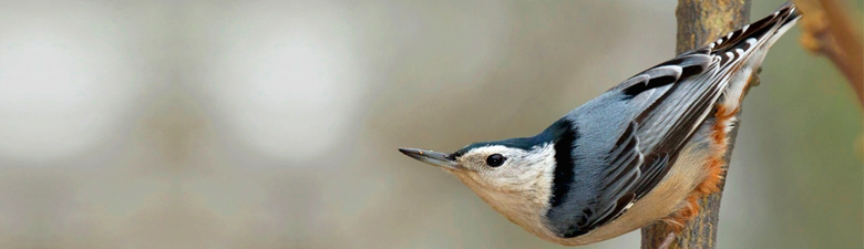 Atlanta Audubon Society
