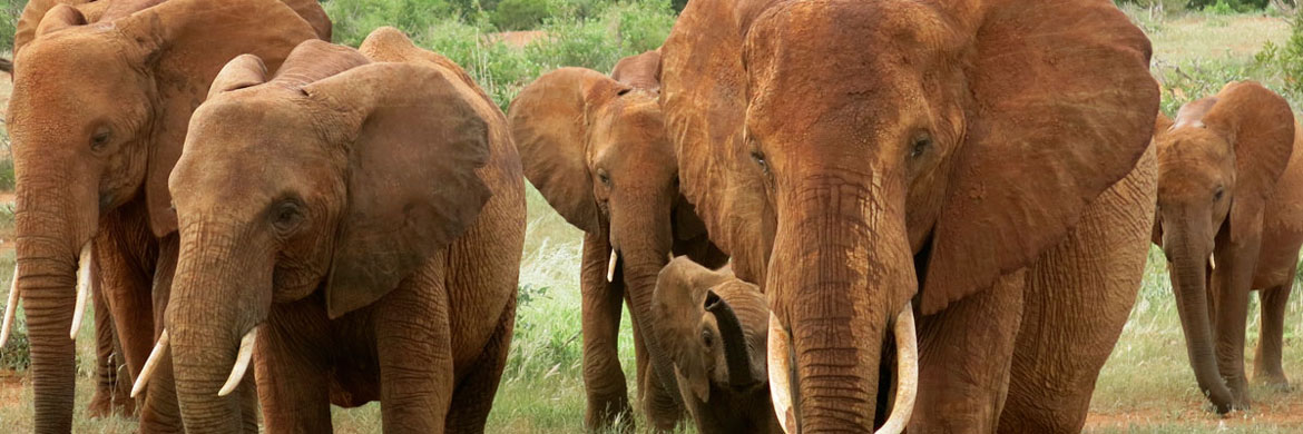 AFRICA NETWORK FOR ANIMAL WELFARE