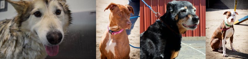 ALL BREED RESCUE INC