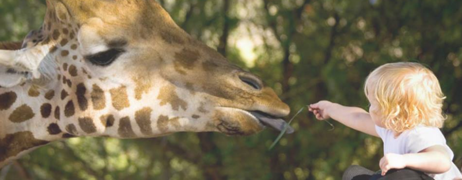 The Naples Zoo cover