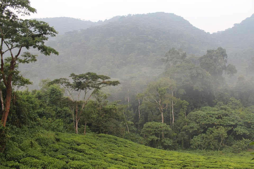 Kellermann Foundation