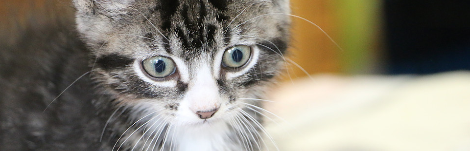 SALEM FRIENDS OF FELINES cover