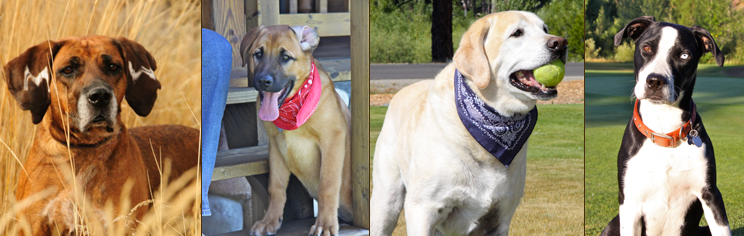 High Sierra Animal Rescue