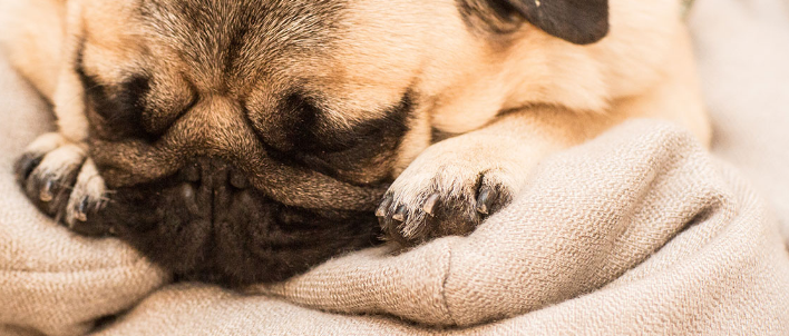 PUG NATION RESCUE OF LOS ANGELES