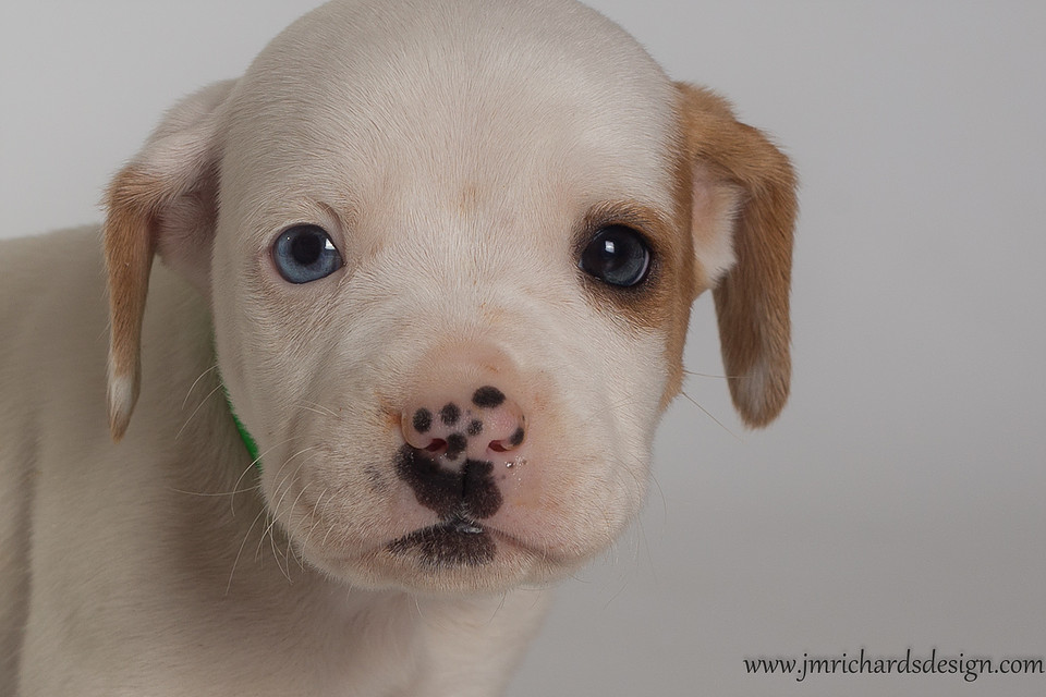 THE ANIMAL SHELTER OF TEXAS COUNTY