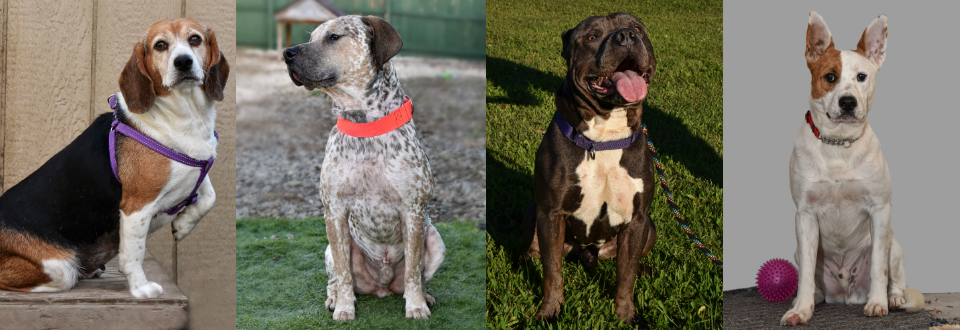 Sanctuary At Haafsville