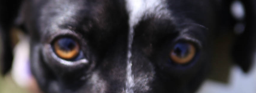 Canine Adoption and Rescue League