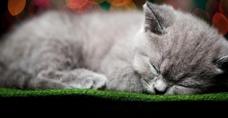 Tabby Town-FRIENDS FOR FELINES INC