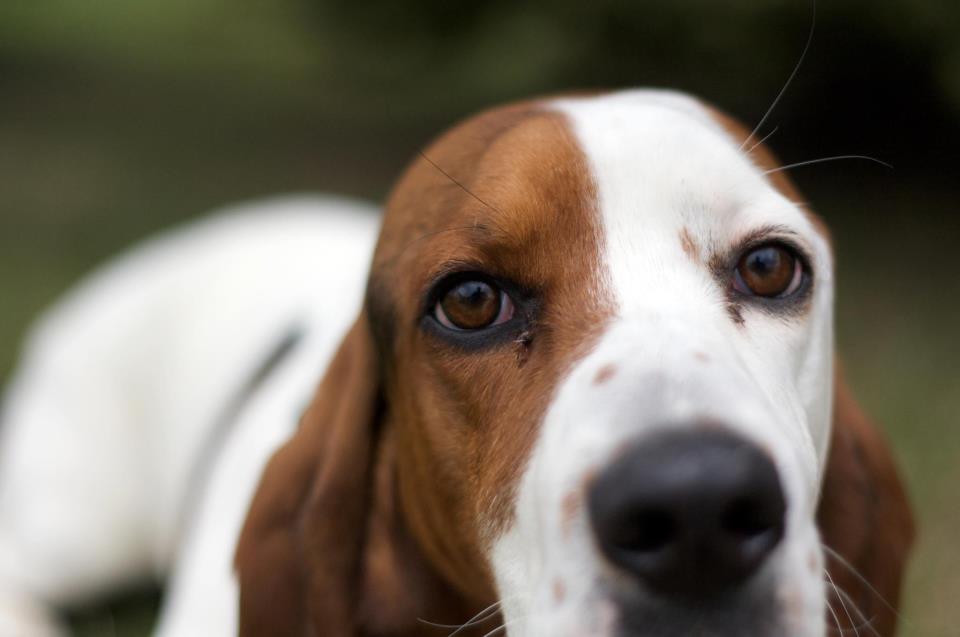 TRI COUNTIES HUMANE SOCIETY