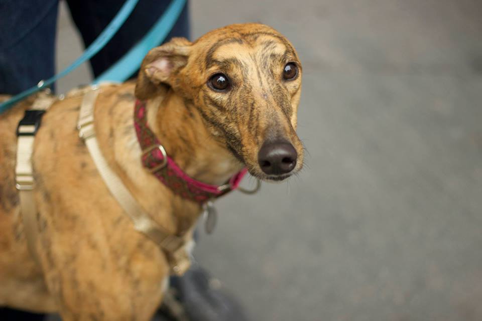 Greyhounds Only, Inc.