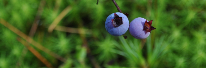 GREATER LOVELL LAND TRUST INC