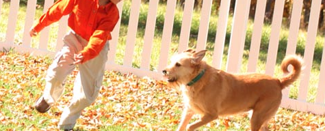 COALITION FOR ANIMAL RESCUE AND EDUCATION