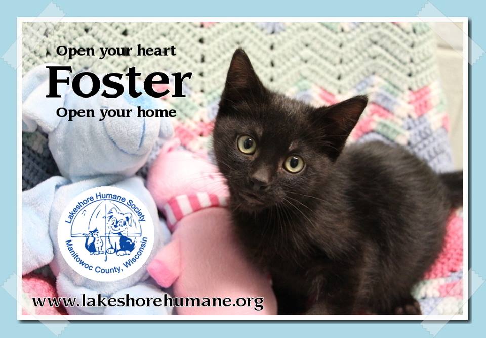 Lakeshore Humane Society Inc