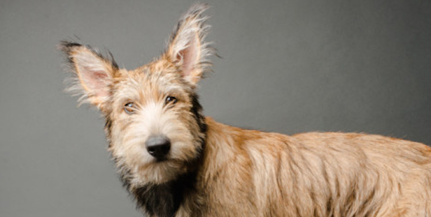 DELTA ANIMAL SHELTER