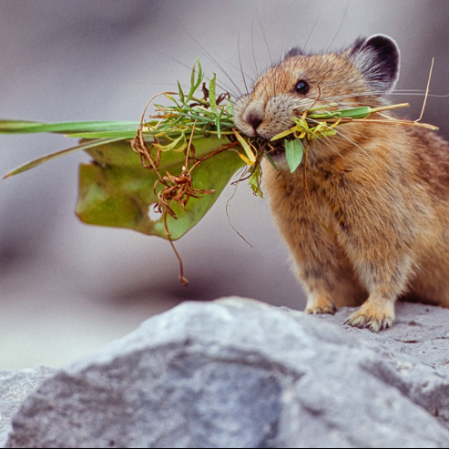 CITIZENS COMMITTEE TO SAVE OUR CANYONS