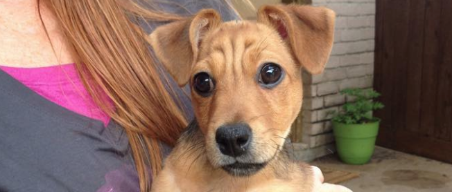 BRAZORIA COUNTY SOCIETY FOR THE PREVENTION OF CRUELTY TO ANIMALS (SPCA of Brazoria County)