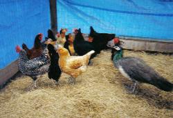 JOURNEYS END ANIMAL SANCTUARY INC