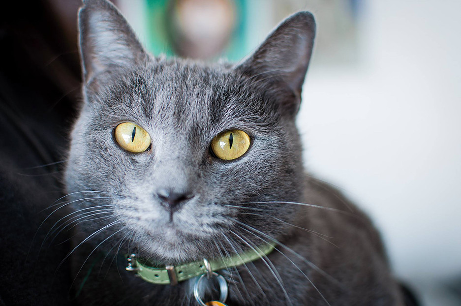 CASTAWAY ANIMALS RESCUE EFFORT