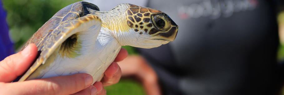 CAPE ELEUTHERA INSTITUTE
