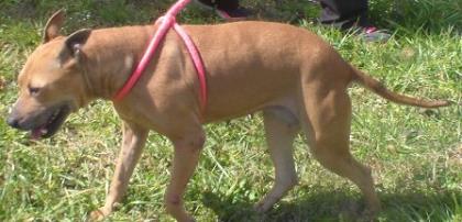 Sumter Humane Society