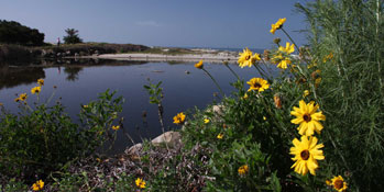 CHANNEL ISLANDS RESTORATION