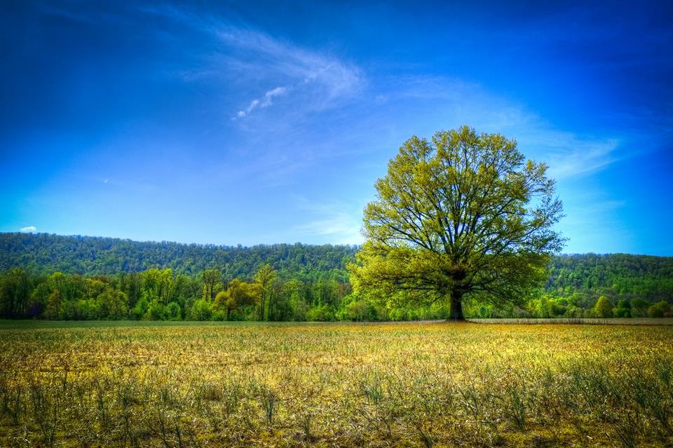 ECOLOGICAL RIGHTS FOUNDATION