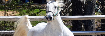 HORSE OF CONNECTICUT INC