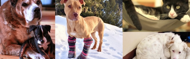 Evergreen Animal Protective League