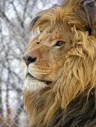 Photo 4 from BIG CATS OF SERENITY SPRINGS INC