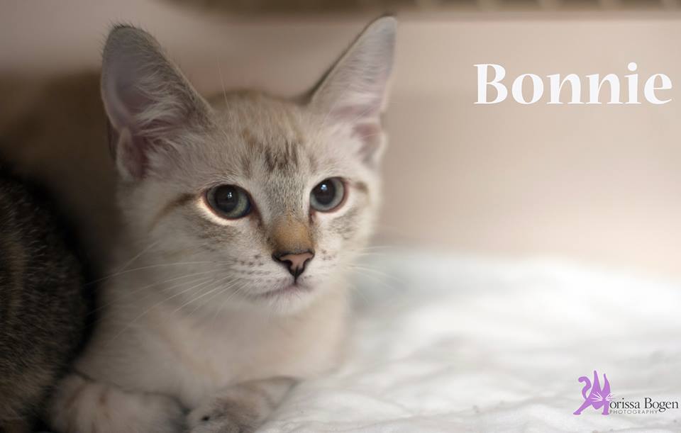 Photo 3 from FERAL FRIENDS COMMUNITY CAT ALLIANCE