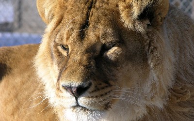 Photo 6 from BIG CATS OF SERENITY SPRINGS INC