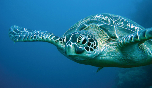 Photo 2 from Asociacion Interamericana Para La Defensa Del Ambiente (AIDA)