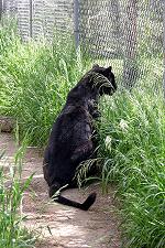 Photo 7 from BIG CATS OF SERENITY SPRINGS INC