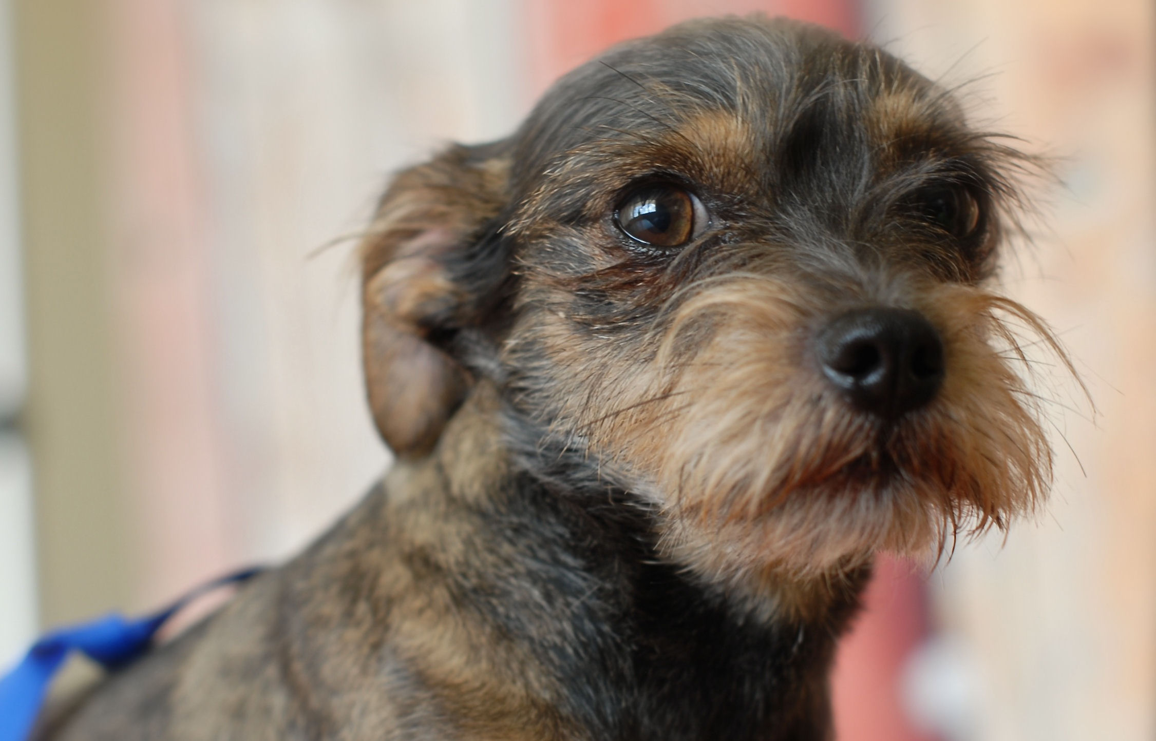 Photo 4 from SCRAPS HOPE FOUNDATION