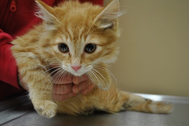 Photo 1 from SCRAPS HOPE FOUNDATION