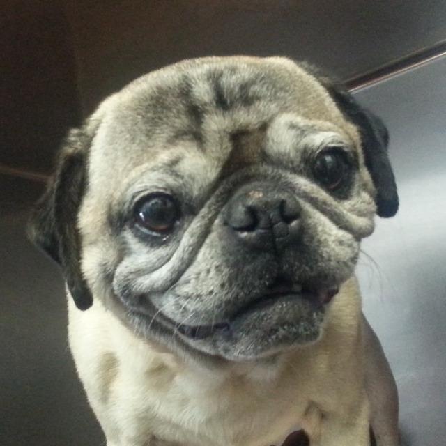 Photo 8 from PUG NATION RESCUE OF LOS ANGELES