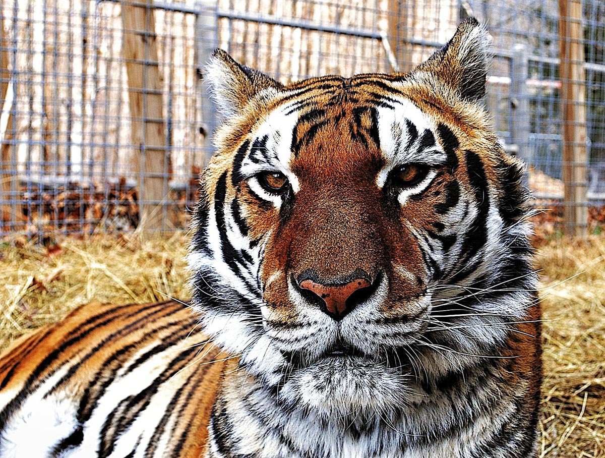 Photo 7 from National Tiger Sanctuary